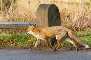 Red Fox (Vulpes vulpes), taken in the UK