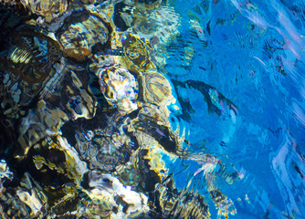 marine background Red Sea and corals