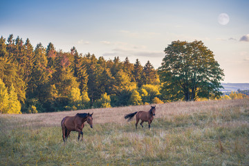 Brown horse in a yellow dry field