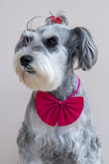 Dog and pink Bow tie