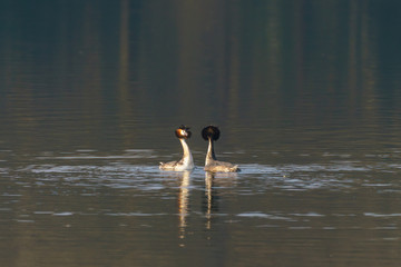 Great Crested Grebe (Podiceps cristatus) courting, taken in the UK
