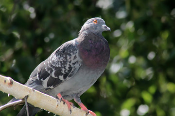 pigeon on a branch closeup