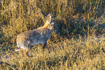 European Rabbit (Oryctolagus cuniculus)