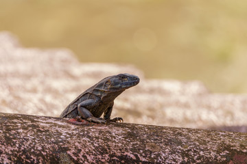 Black Spiny Tailed Iguana (Ctenosaura similis), taken in Costa Rica