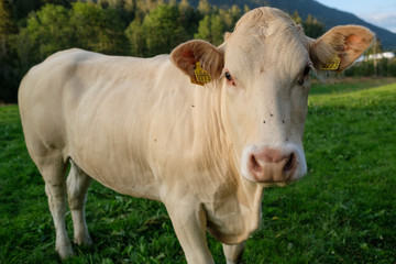 White cow on a field