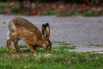 rabbit in the field