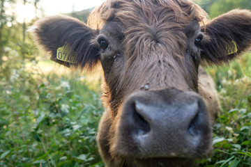Brown cow on a field