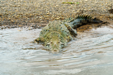 American Crocodile (Crocodylus acutus), taken in Costa Rica.
