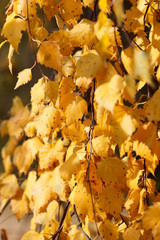 Autumn birch background