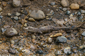 American Crocodile (Crocodylus acutus) baby, taken in Costa Rica.