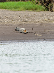 American Crocodile (Crocodylus acutus), taken in Costa Rica.