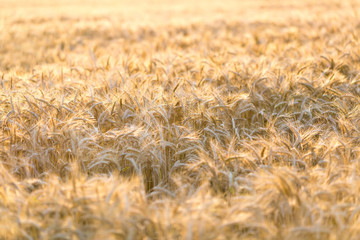 Field of rye