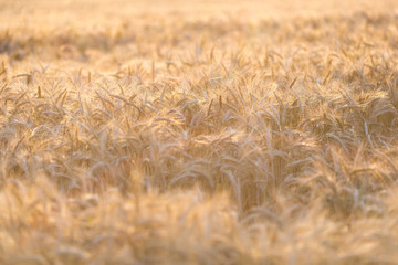 Field of rye