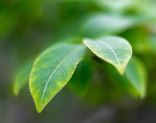 Green Leaves
