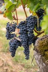 Naklejka premium Close up of red merlot grapes in vineyard. St Emilion, Gironde, Aquitaine. France