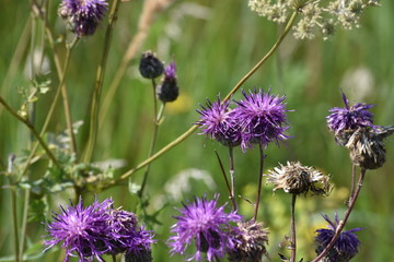 flowers balabolka (chatterbox)/ балаболка