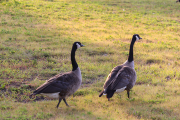 Canada goose eating at park, Angrignon, Montreal