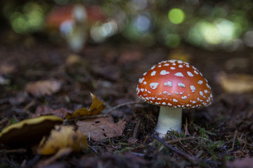 Toxic poisonous mushroom fly agaric in autumn grass