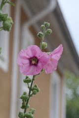 Stockrosen vor Haus