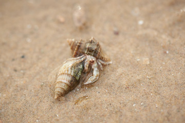 Hermit crabs on the beach