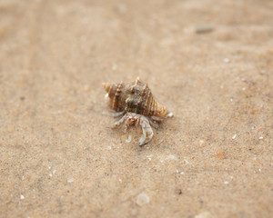 A hermit crab crawling on the beach