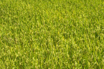 rice plant