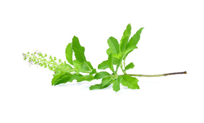 Basil flower, stalk and leaves isolated on a white