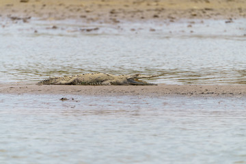American Crocodile (Crocodylus acutus), taken in Costa Rica.
