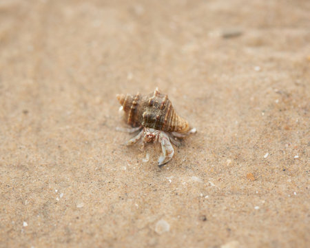 A hermit crab crawling on the beach
