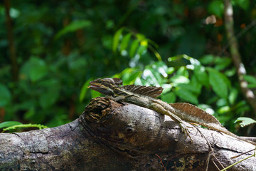 Brown Basilisk (Basiliscus vittatus) in Costa Rica