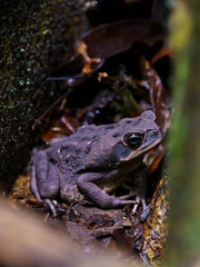 Cane Toad out hunting for food at night, taken in Costa Rica