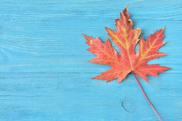 Beautiful textured maple autumn leaf with selective focus on blue wooden background. Autumn concept with fall leaves on wood backdrop and empty space for text. Minimalistic autumn invitation card