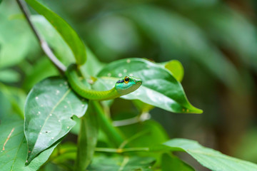 Cope's Vine Snake (Oxybelis brevirostris) in Costa Rica