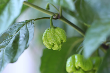 Unripe chili pepper