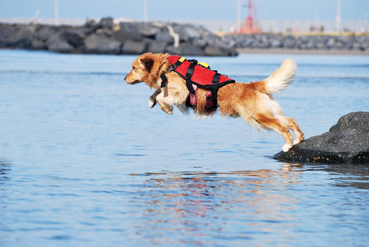 Golden retriever mentre si tuffa dagli scogli
