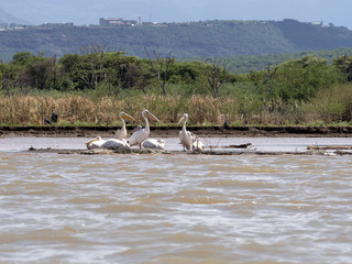 Lake Chamo is full of animals, Ethiopia