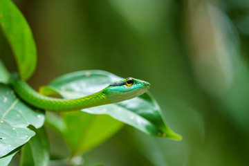 Cope's Vine Snake (Oxybelis brevirostris) in Costa Rica