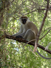 Green Monkey, Chlorocebus aethiops, sitting on a tree in Ethiopia
