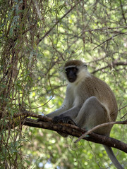 Green Monkey, Chlorocebus aethiops, sitting on a tree in Ethiopia