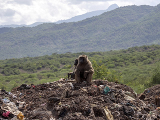 A group of Olive baboon, Papio anubis, feed on remnants at a landfill, Ethiopia