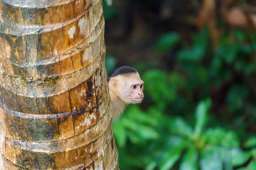 capuchin monkey (Cebus capucinus), taken in Costa Rica