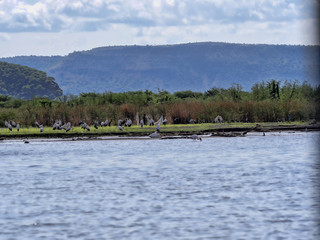 Lake Chamo is full of animals, Ethiopia
