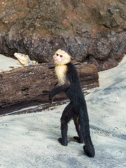 capuchin monkey (Cebus capucinus), taken in Costa Rica