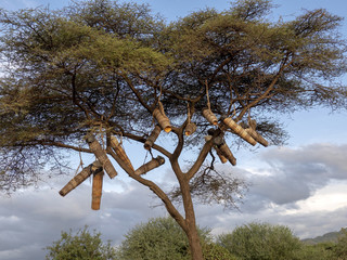 The natives make beehives and hang them on trees, Ethiopia