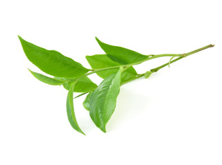 Green tea leaf isolated on white background