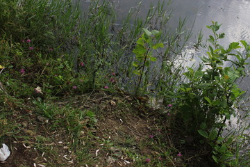 plants in the garden