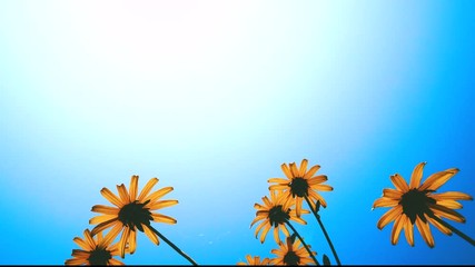 Summer scene. A daisy flowers will bloom in the garden under a blue sky 
