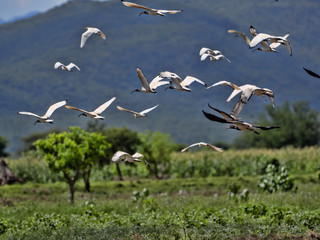 Flying flock of birds, Ethiopia