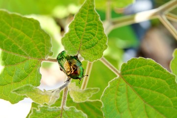 Macro photo of Cetonia aurata on a green leaf, called the rose chafer or the green rose chafer. Green beetle, on a leaf of Physalis in the garden on a summer day. 