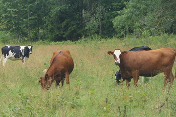 Fototapeta na wymiar Kühe auf Weide in Schweden